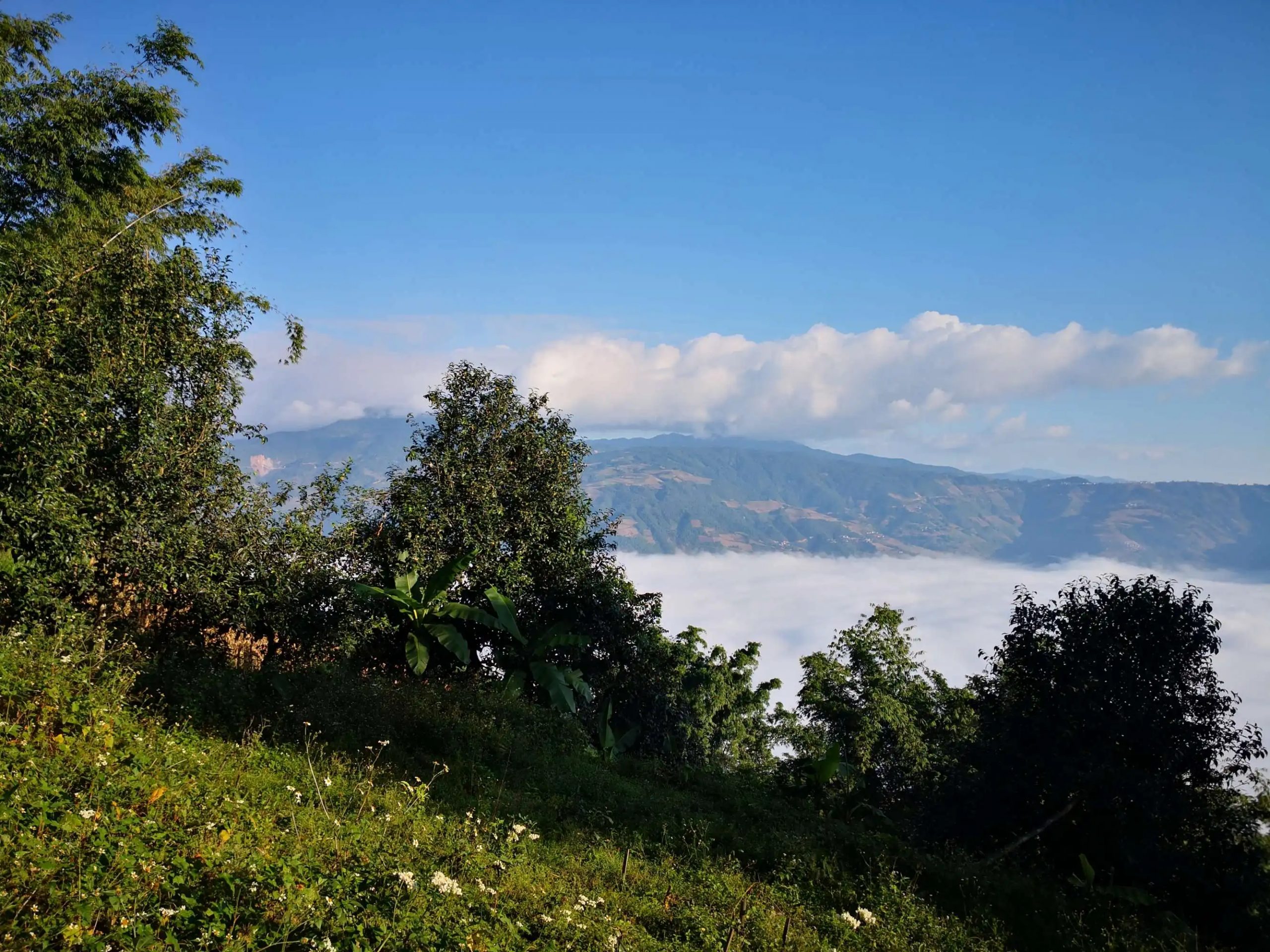 2023年邦崴古樹 春茶品質(zhì)如何？