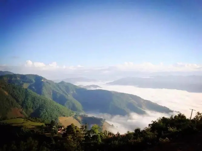 2023邦崴古樹春茶特點(diǎn)是什么？