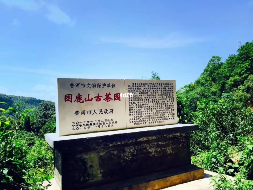 2023年困鹿山古樹春茶特點(diǎn)是什么？