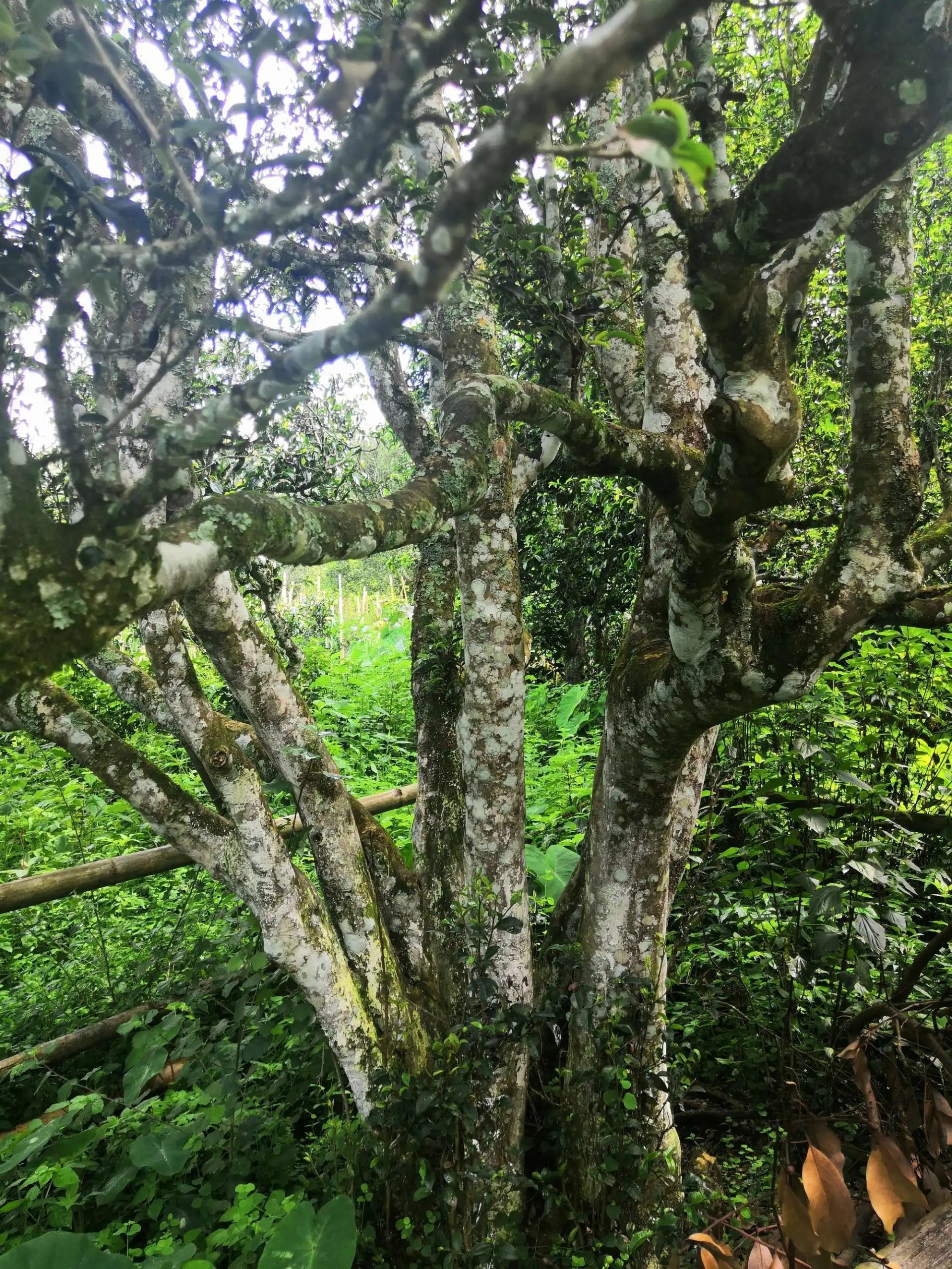 2023年困鹿山古樹春茶價(jià)格是多少？