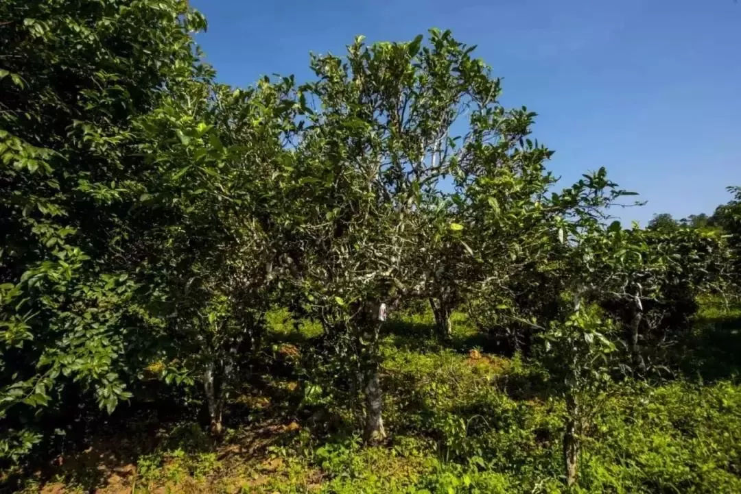 2023年迷帝古樹春茶口感怎么樣？