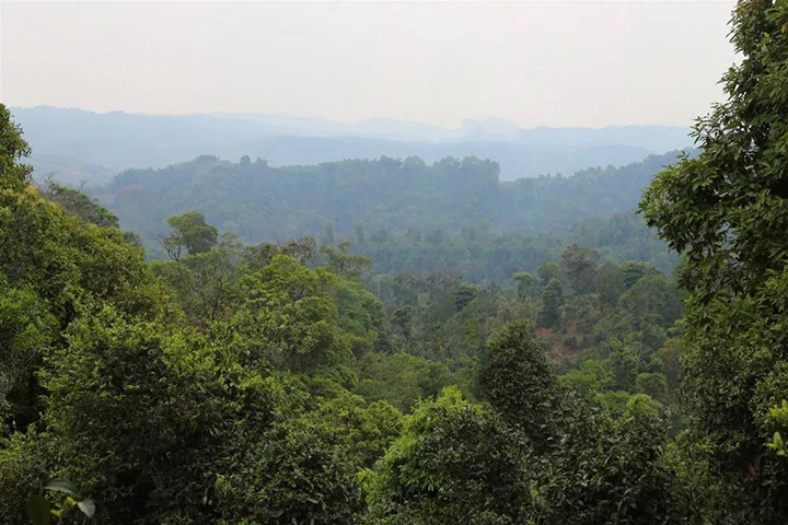 2023苦竹山古樹春茶口感怎么樣？