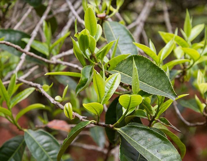 2023年苦竹山古樹春茶多少錢一公斤？