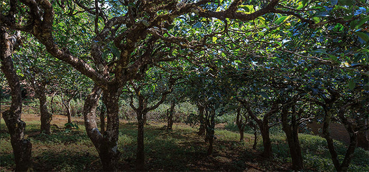 2023年小戶賽古樹春茶品質(zhì)怎么樣？