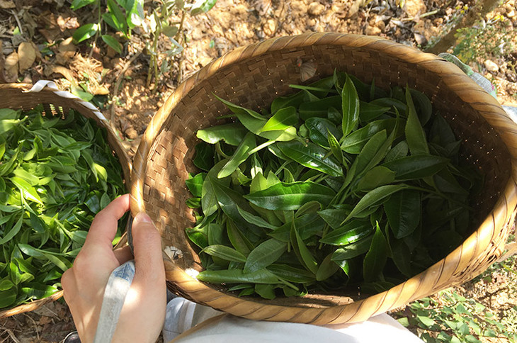 2023小戶賽古樹春茶價(jià)格是多少？