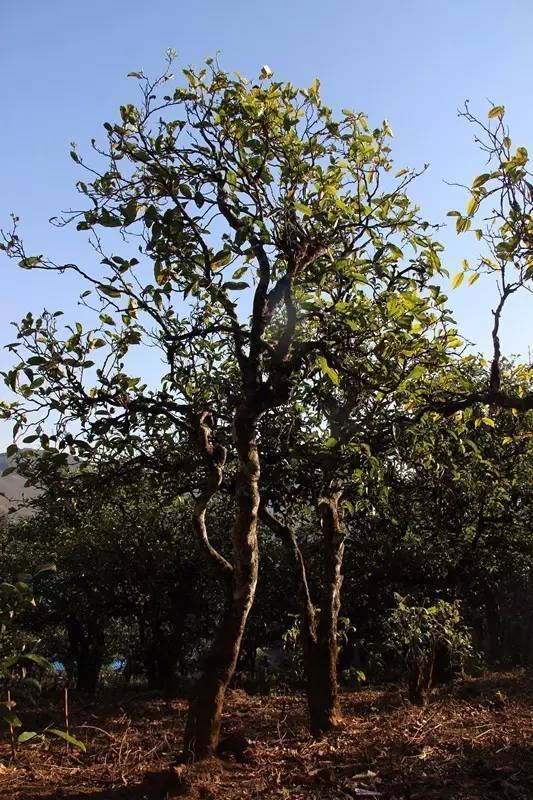 2023年小戶賽古樹春茶多少錢一公斤？