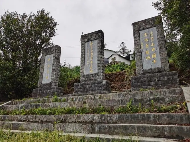 2023年白鶯山古樹春茶品質(zhì)如何？