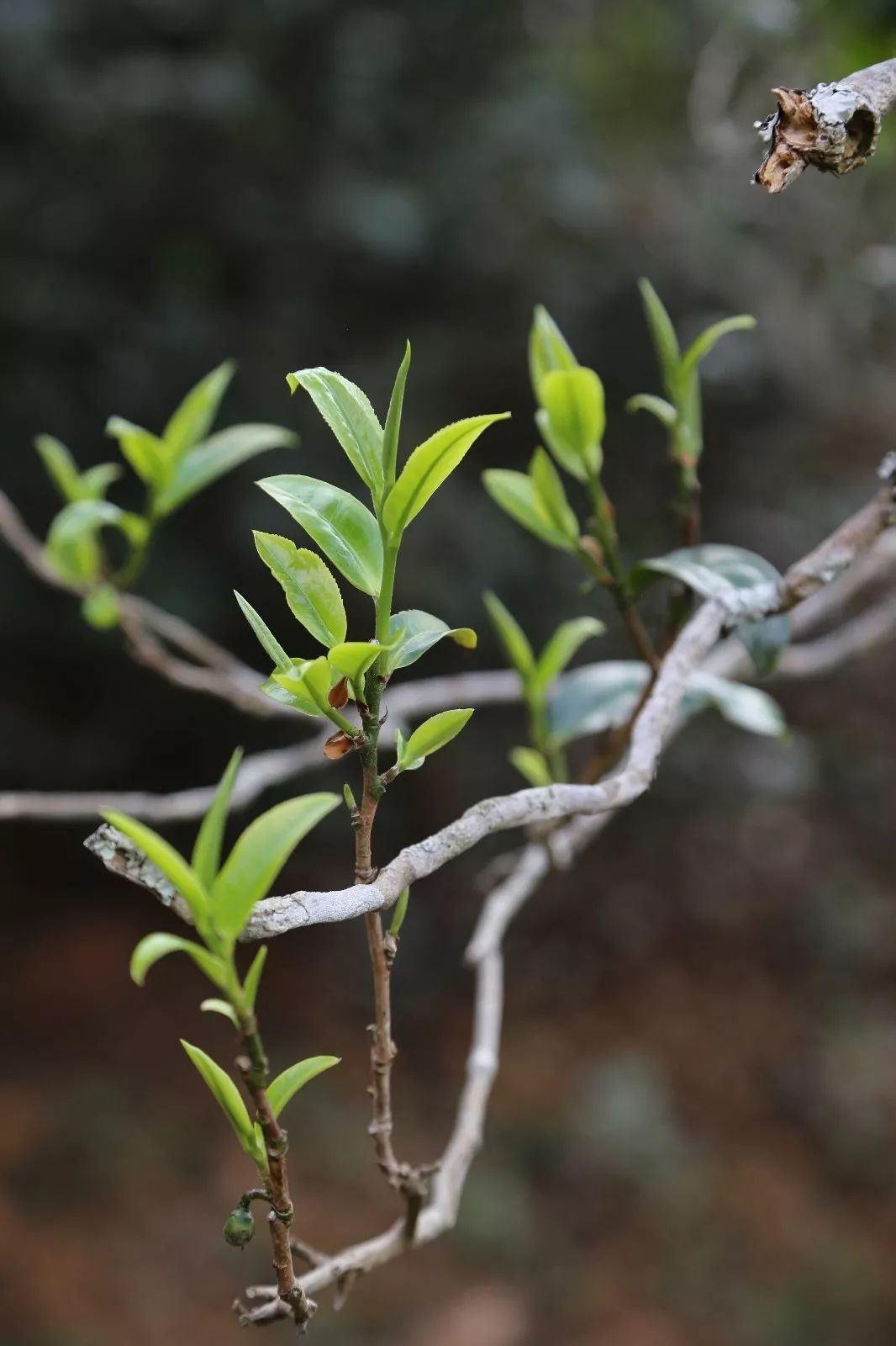 2023年昔歸古樹春茶特點是什么？
