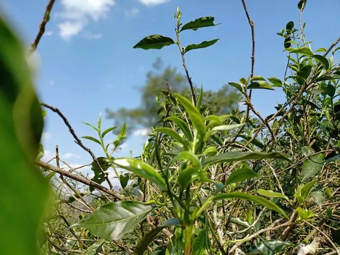 2023年昔歸古樹春茶價格是多少？