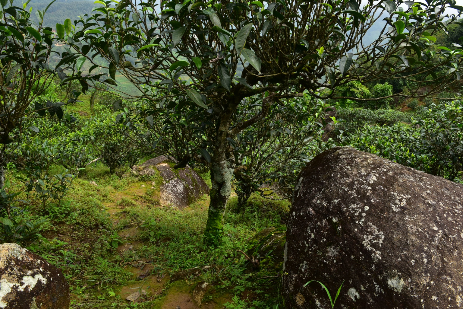 2023年邦東古樹春茶特點是什么？