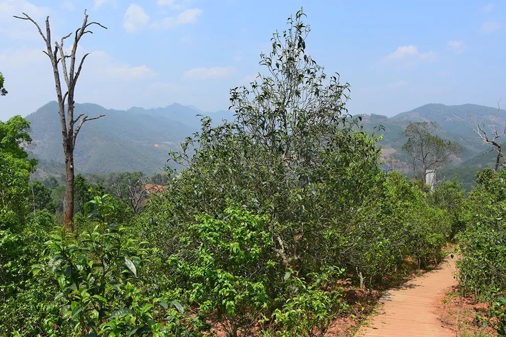 2023年邦東古樹春茶價格是多少？