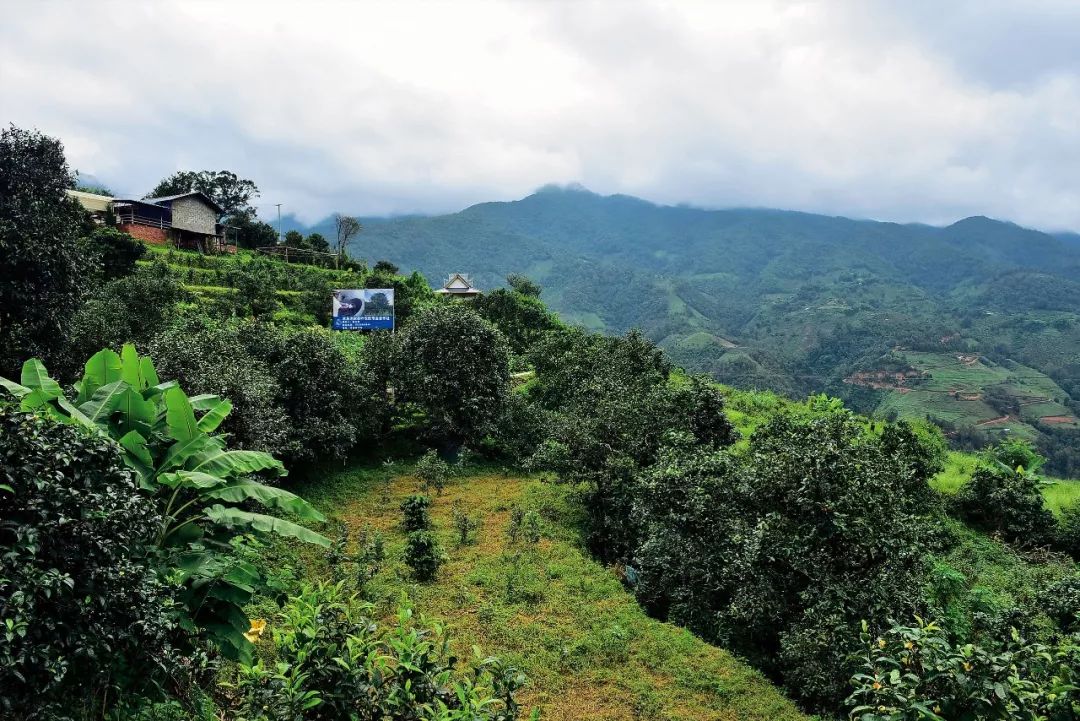 2023年邦東古樹春茶多少一公斤？