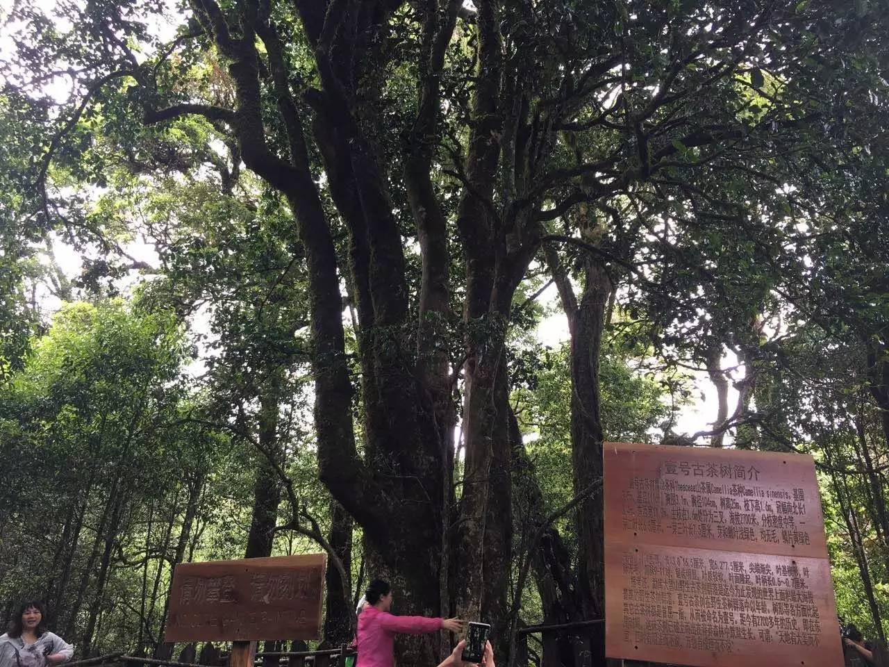 2023年大雪山古樹春茶品質(zhì)怎么樣？