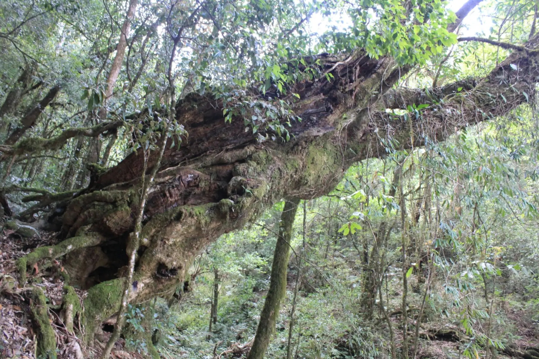 2023年大雪山古樹春茶口感怎么樣？