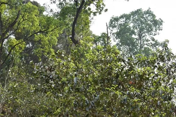 2023年大雪山古樹春茶多少錢一公斤？