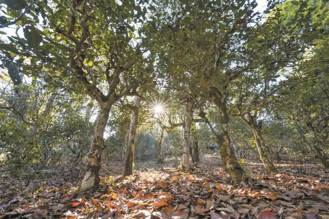 2023年忙肺古樹春茶特點是什么？