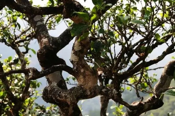 2023年忙肺古樹春茶價格是多少？