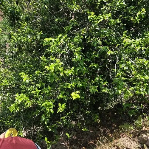 2023年那罕古樹春茶品質(zhì)如何？