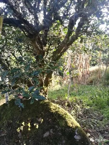 2023年那罕古樹春茶口感怎么樣？