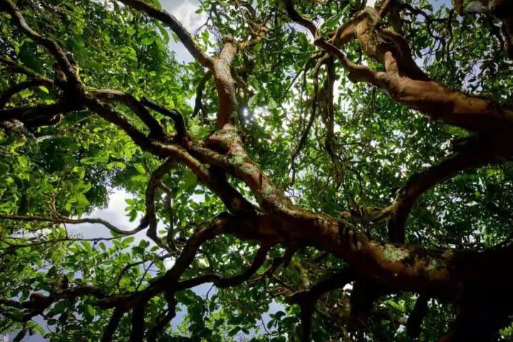 2023年那罕古樹春茶價(jià)格是多少？