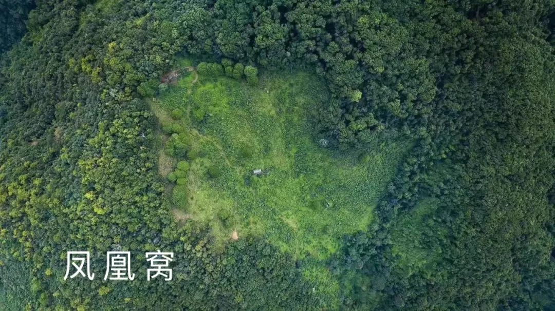 2023年鳳凰窩古樹春茶品質(zhì)如何？