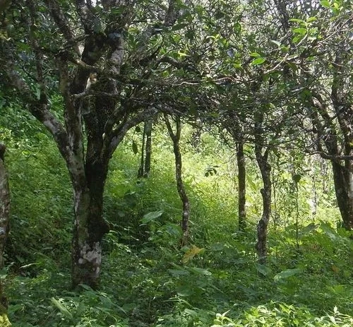 2023年小戶賽古樹春茶價(jià)格多少？