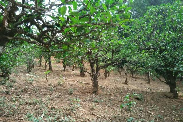 2023年小戶賽古樹春茶多少一公斤？