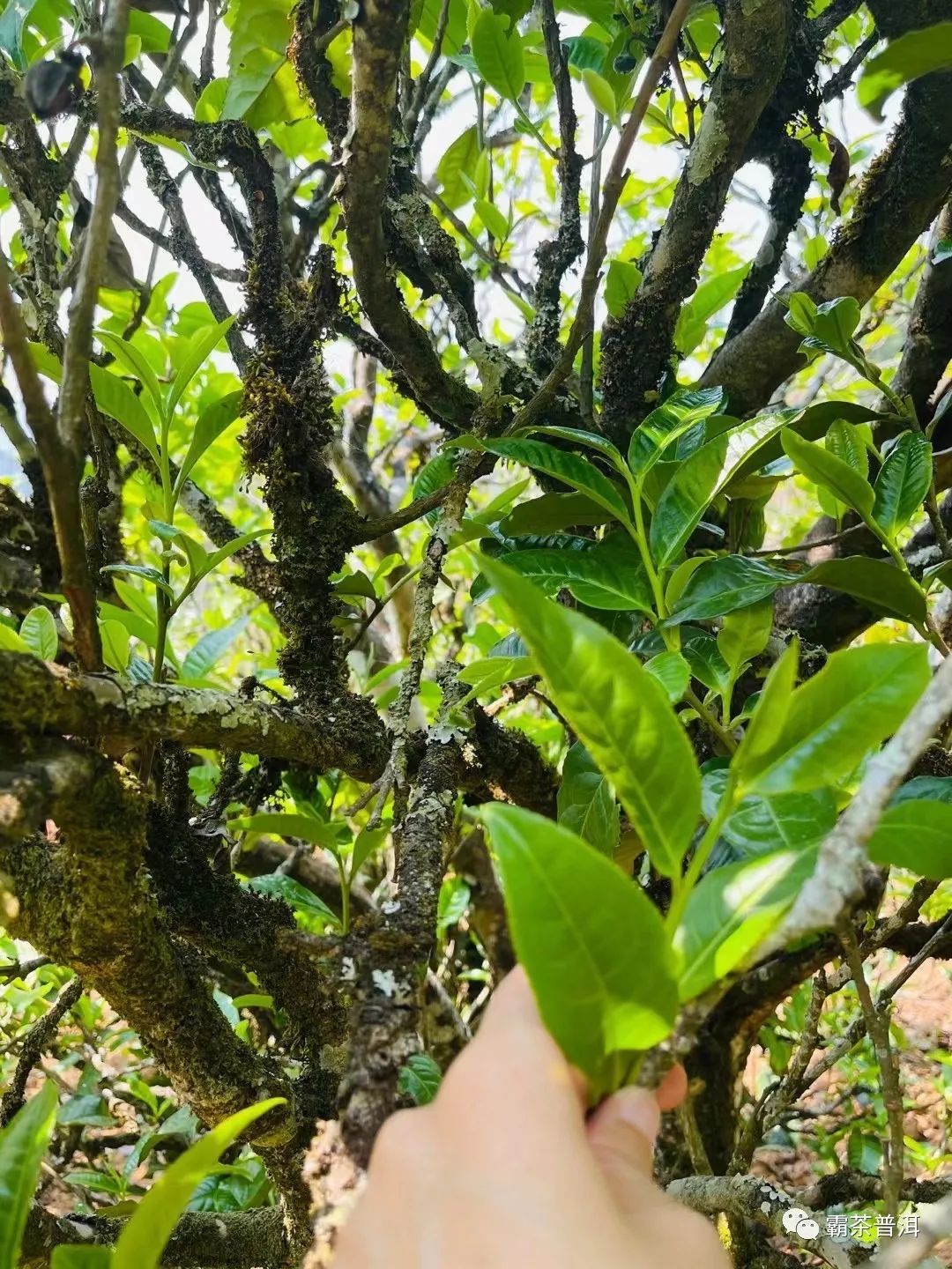 2023年正氣塘古樹春茶品質(zhì)如何？