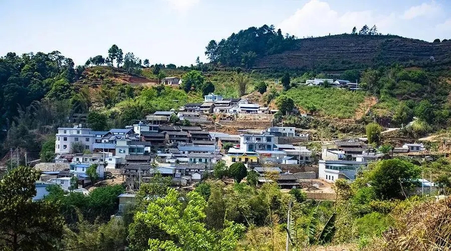 2023年正氣塘古樹春茶口感如何？