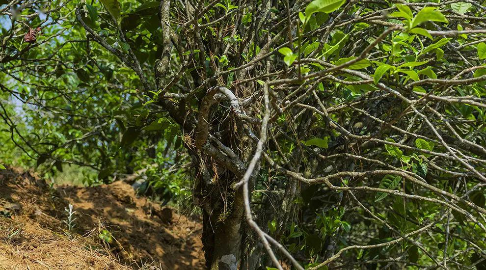 2023年正氣塘古樹春茶特點(diǎn)是什么？