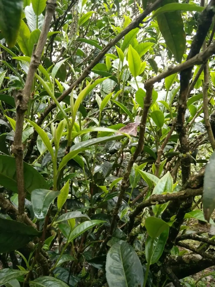 2023年壩糯古樹春茶口感怎么樣？