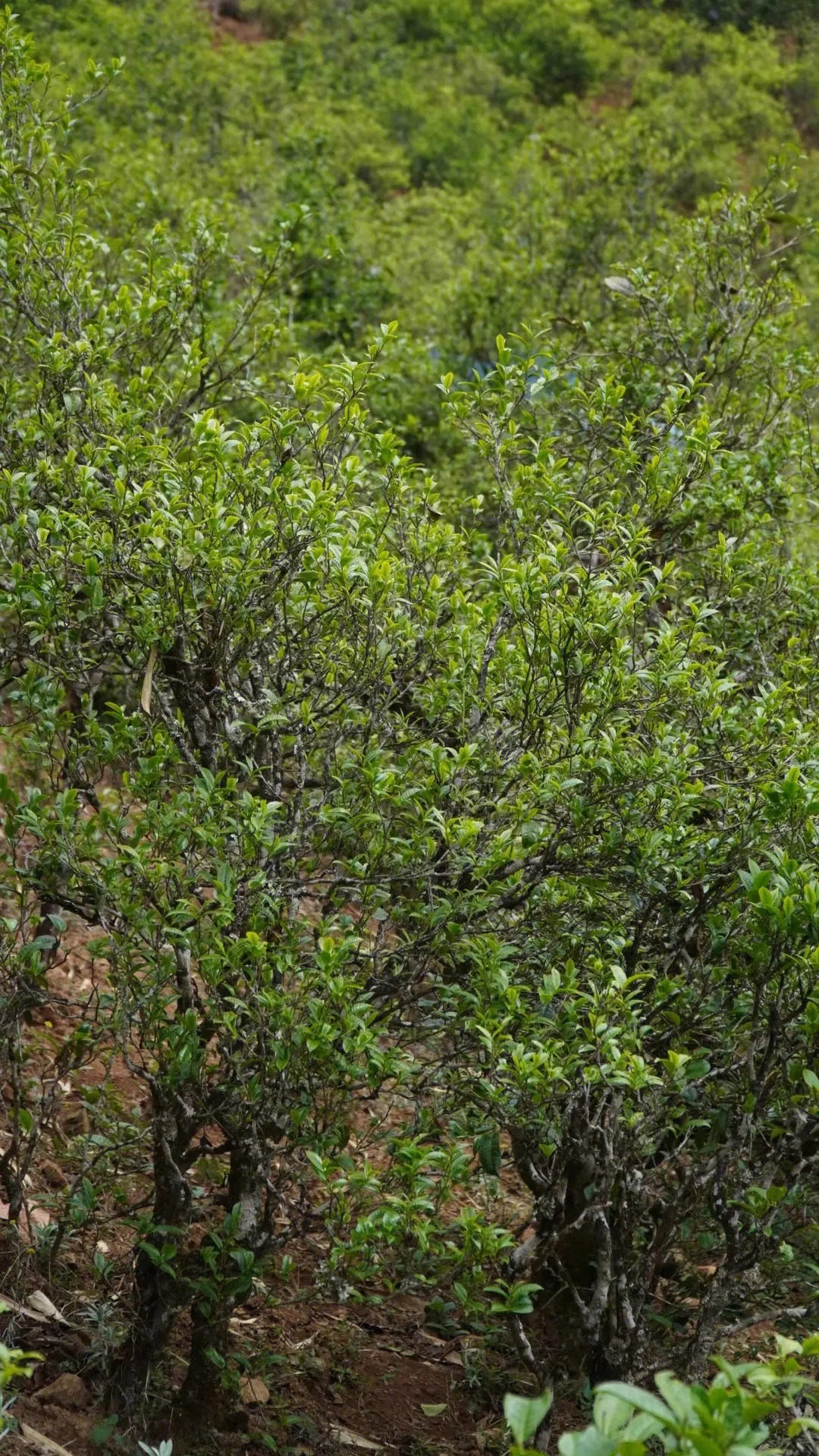 2023年壩糯古樹春茶特點(diǎn)是什么？