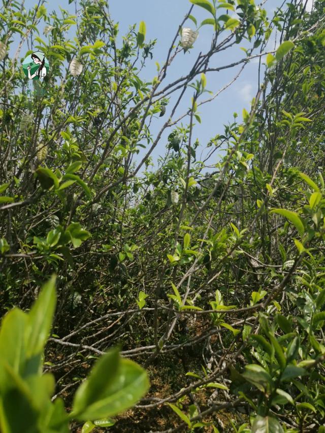 2023年壩糯古樹春茶價(jià)格是多少？