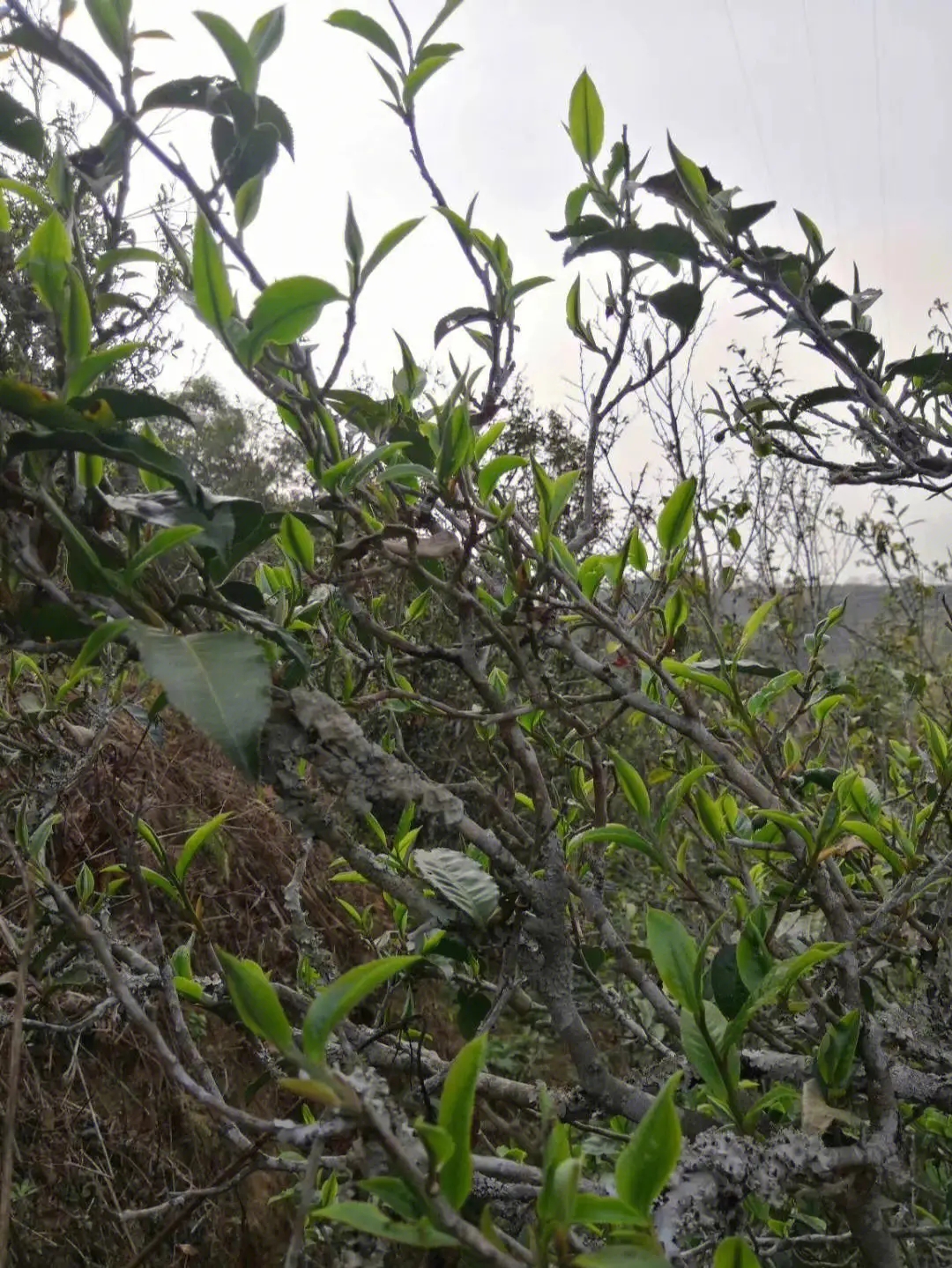 2023年壩糯古樹春茶多少一公斤？