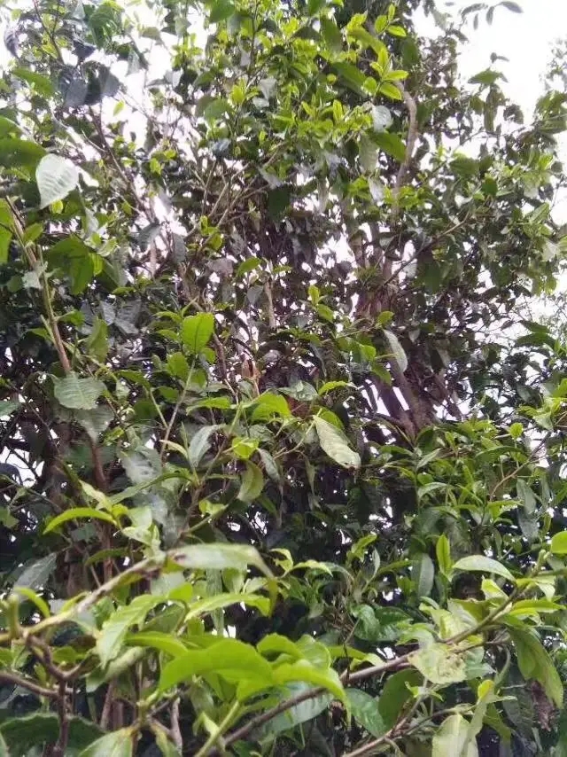 2023年那蕉古樹春茶口感怎么樣？