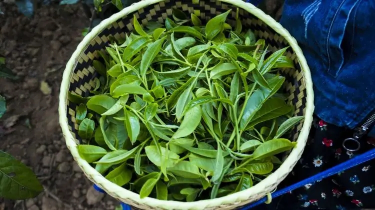 2023年那蕉古樹春茶特點是什么？