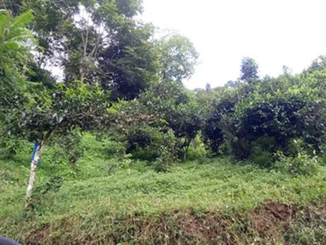 2023年南迫古樹春茶品質怎么樣？