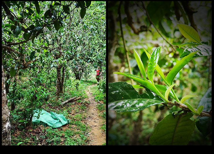 2023年南迫古樹春茶特點是什么？