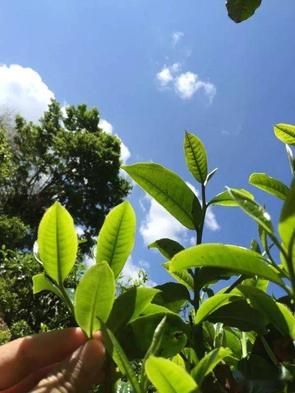 2023年南迫古樹春茶價格是多少？