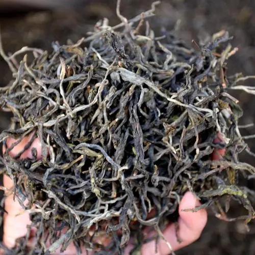 2023年地界古樹春茶品質如何？