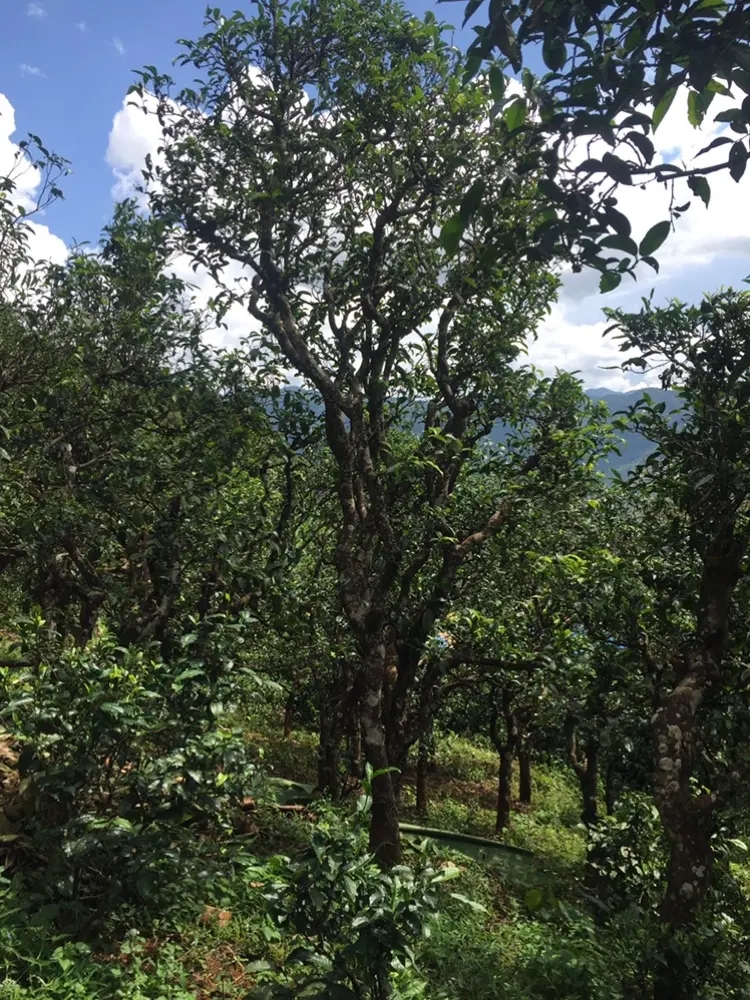 2023年地界古樹春茶多少錢一公斤？