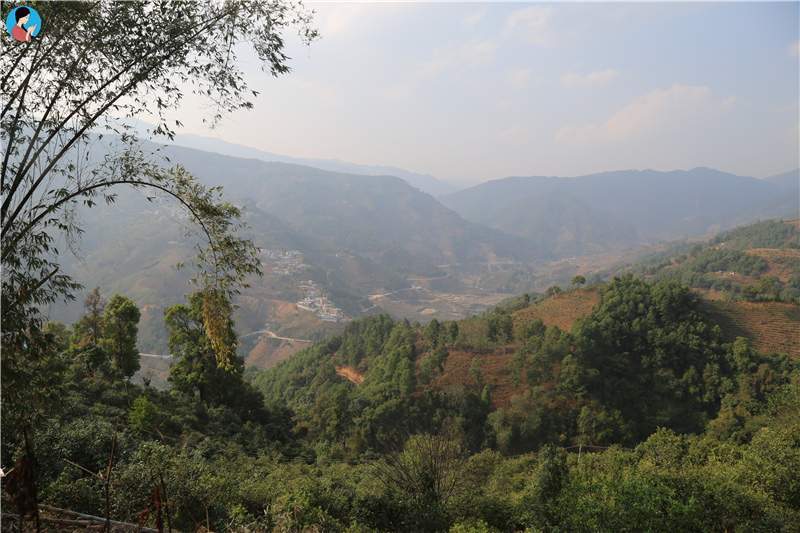 2023年壩歪古樹春茶品質如何？