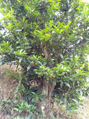 2023年壩歪古樹春茶口感怎么樣？