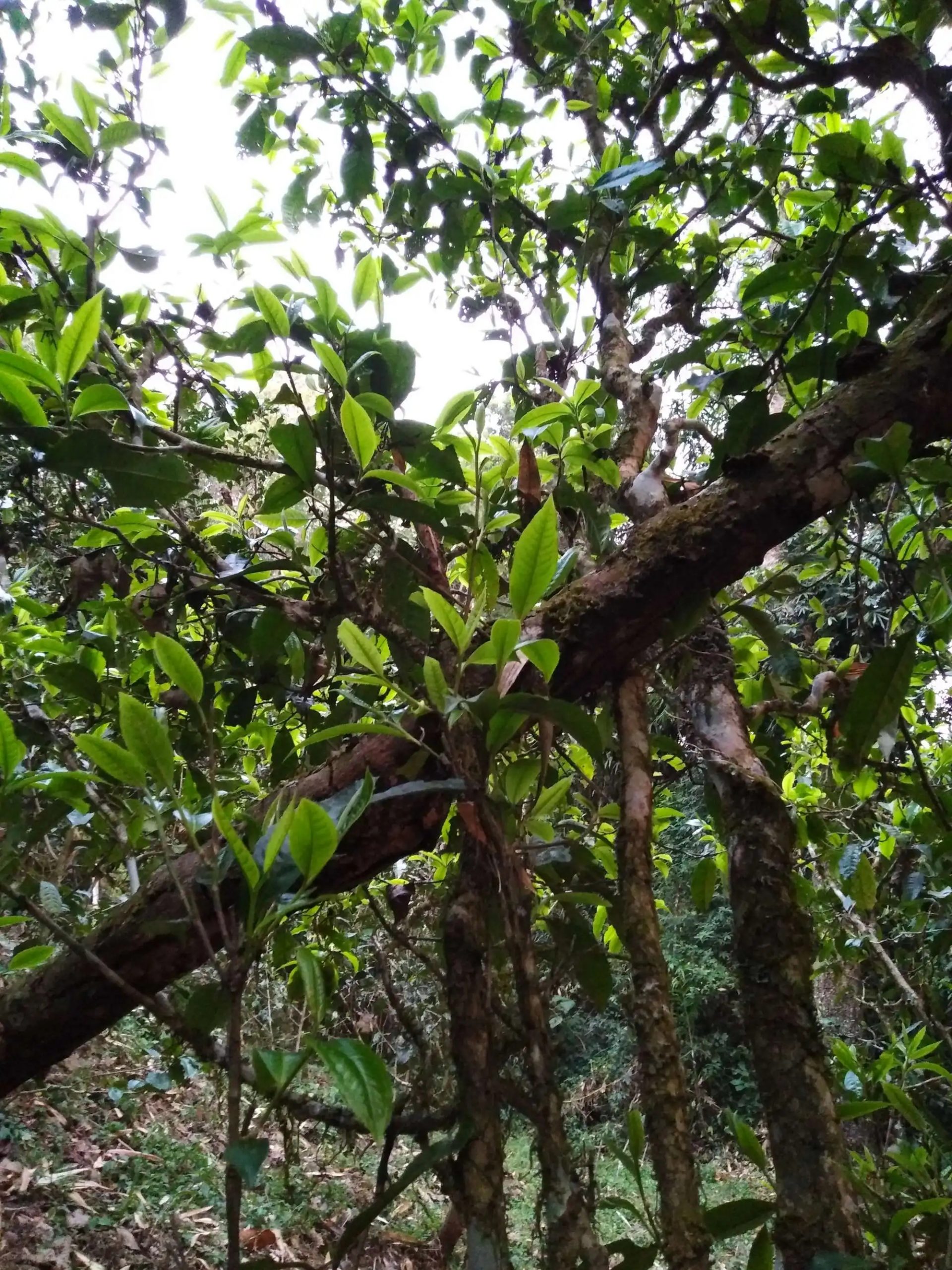 2023年糯伍古樹春茶品質如何？