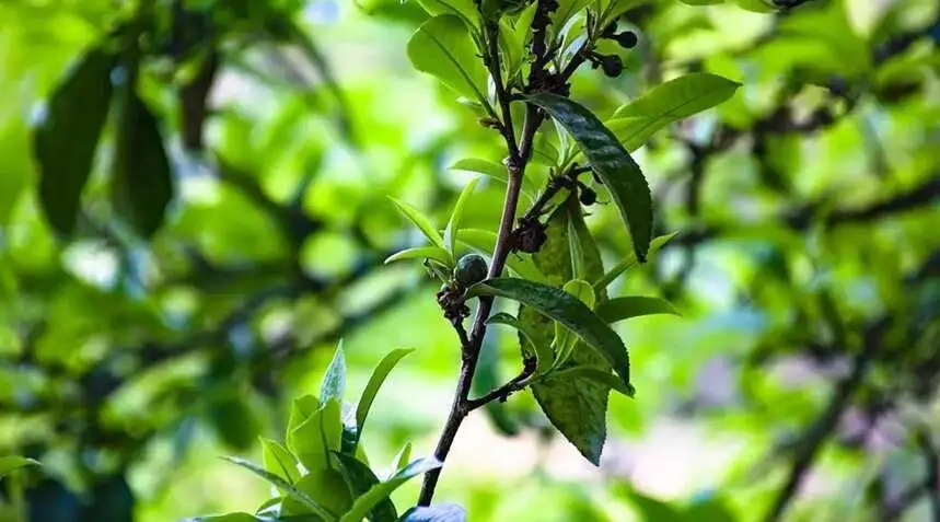 2023糯伍古樹春茶價格是多少？