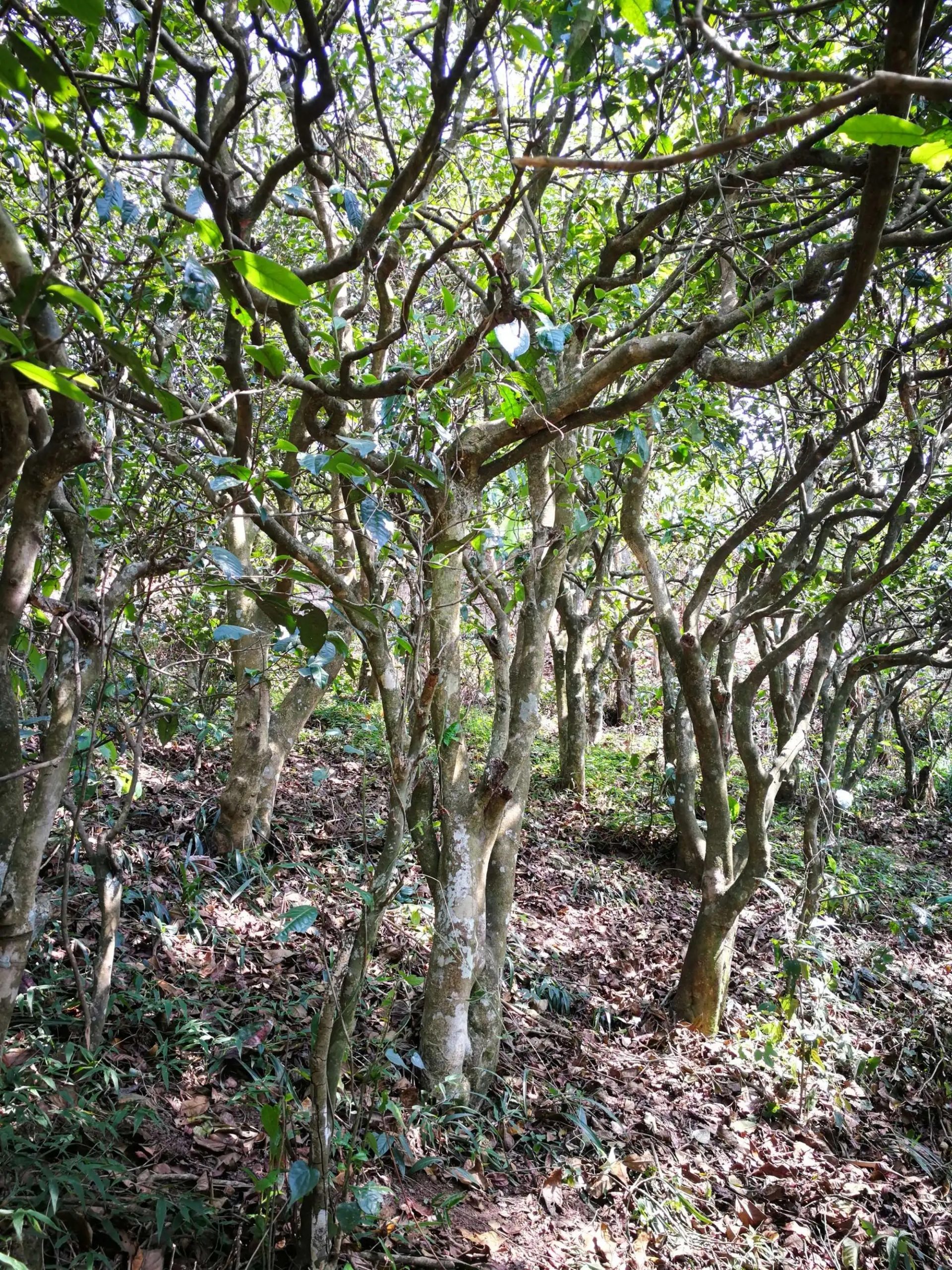 2023年糯伍古樹春茶多少一公斤？