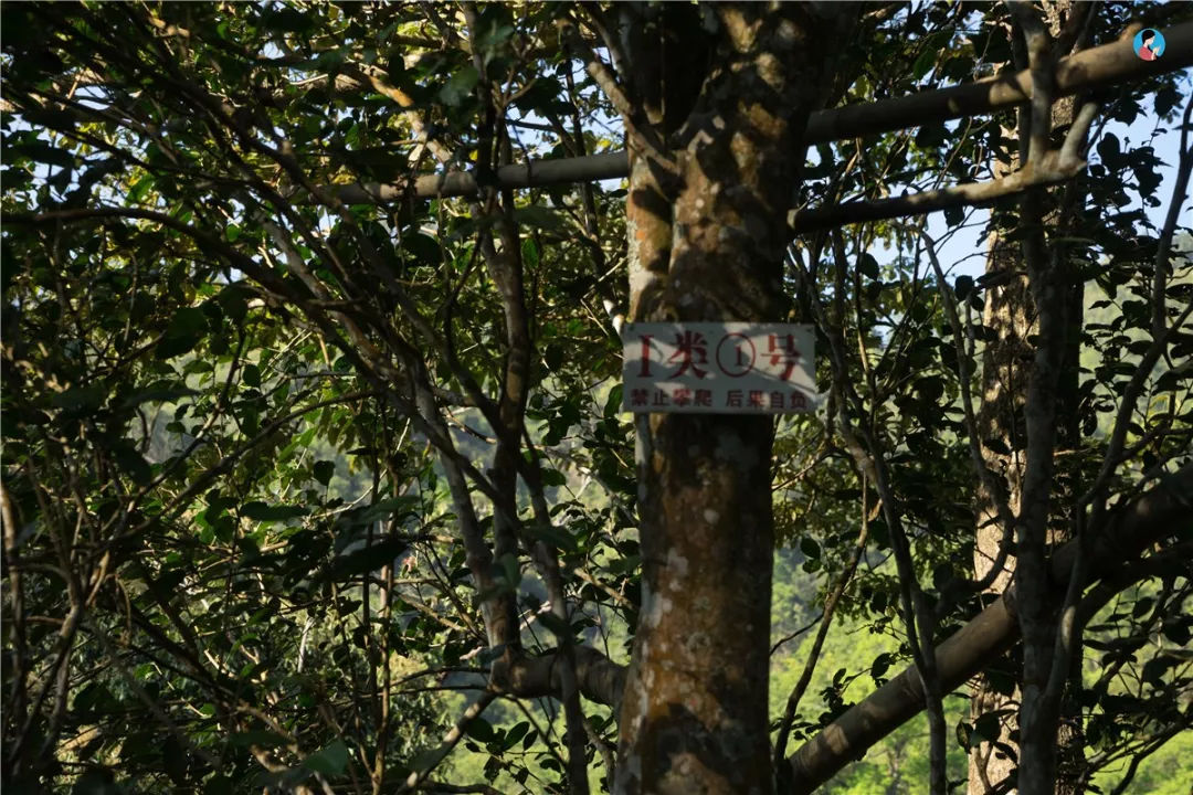 2023年薄荷塘古樹春茶價格是多少？