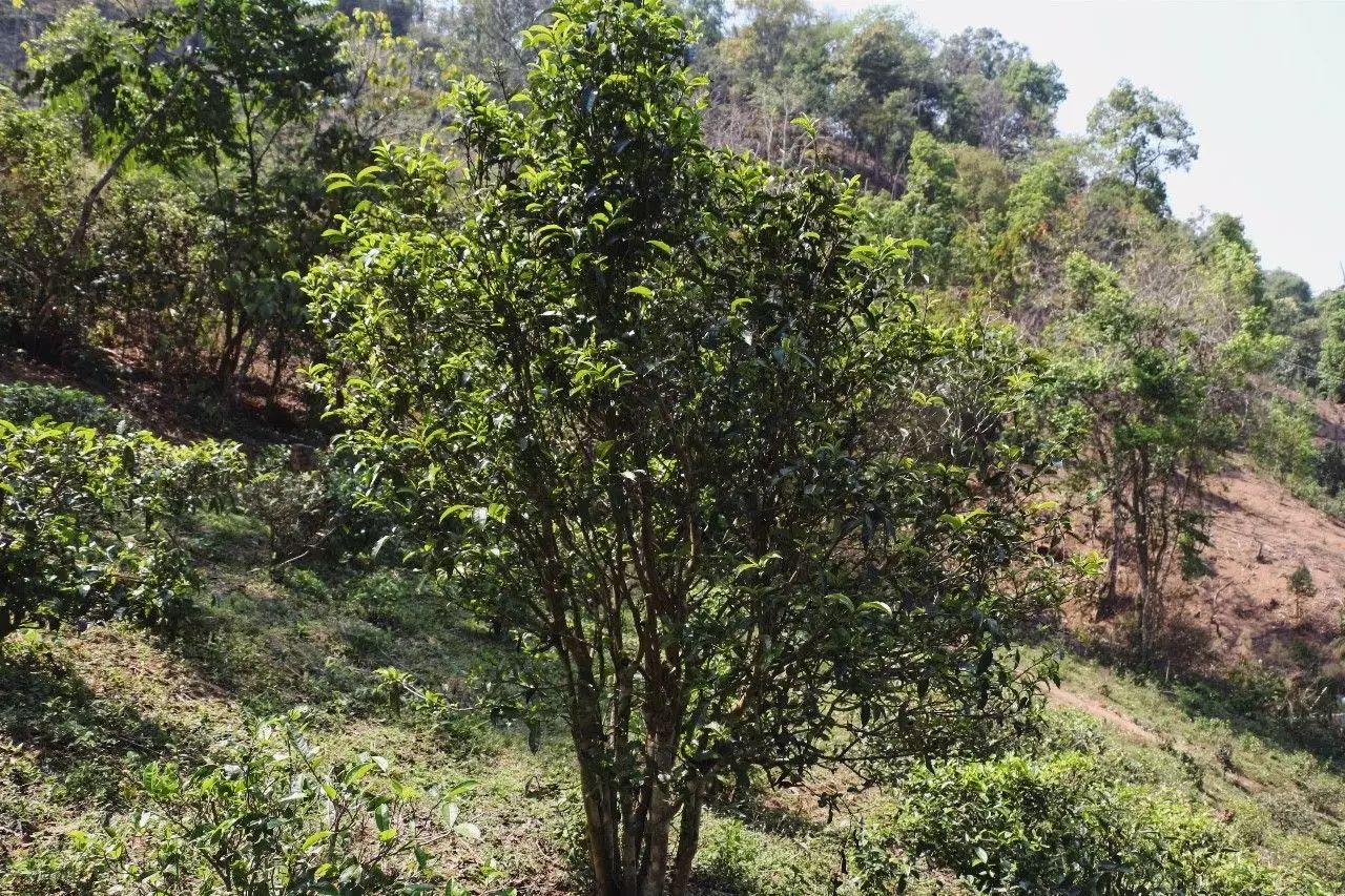 2023年彎弓古樹春茶價格是多少？