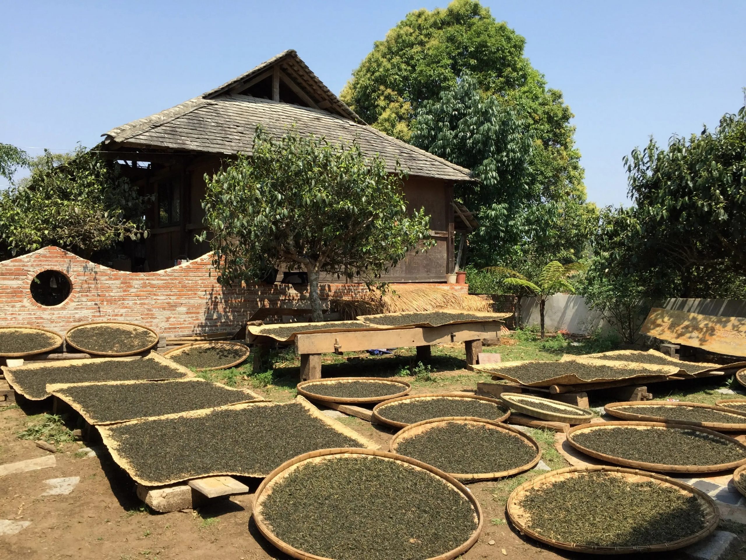 2023年彎弓古樹春茶多少一公斤？