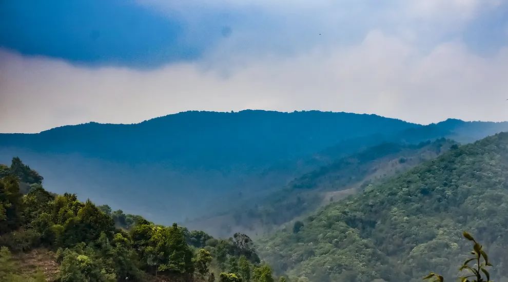 2023年勐庫大忠山古樹春茶品質(zhì)怎么樣？